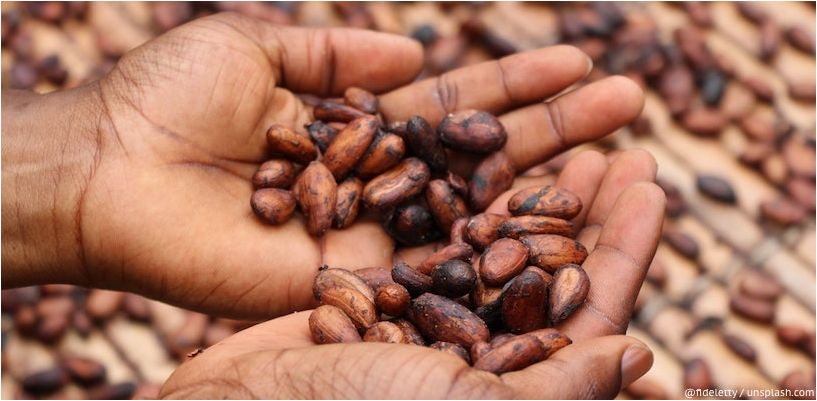 cacao în palme