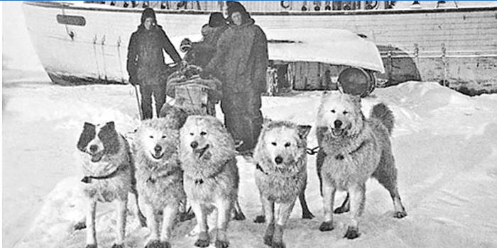 Expediția la Polul Nord a lui Amundsen