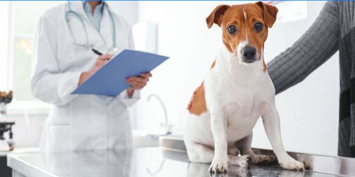 Câine într-un veterinar