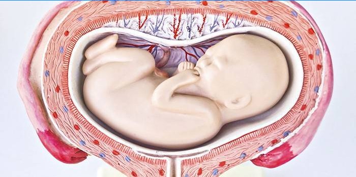 Locația transversală a fătului în uter