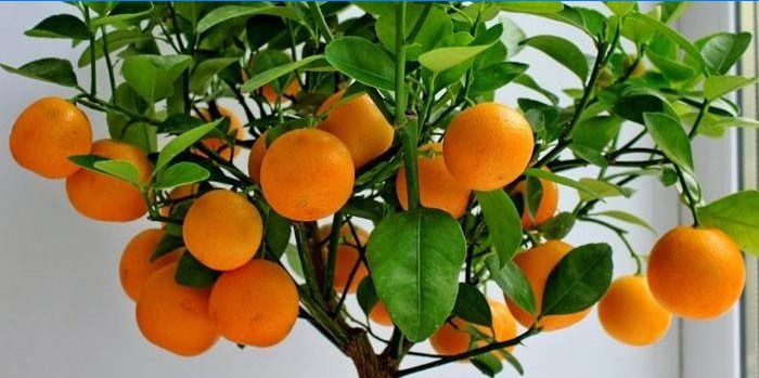Arborele de mandarină
