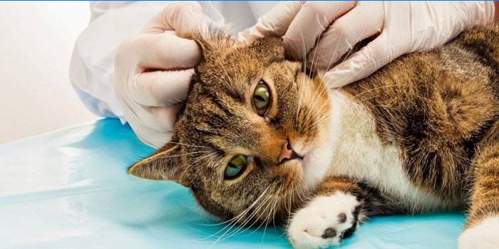Veterinarul examinează urechile unei pisici