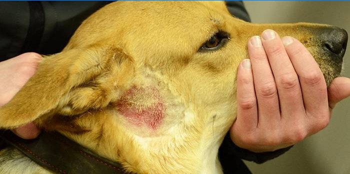 Dermatita alergică la câini