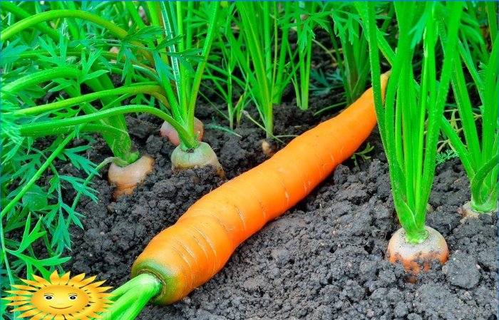 Cultivarea morcovilor pe câmp deschis: plantare și îngrijire