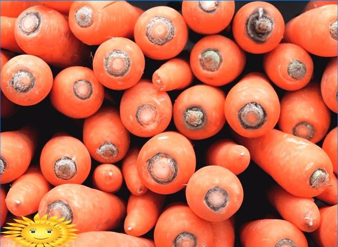Cultivarea morcovilor pe câmp deschis: plantare și îngrijire