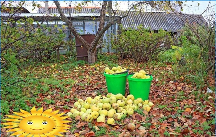 Cum se recoltează corect și se păstrează merele
