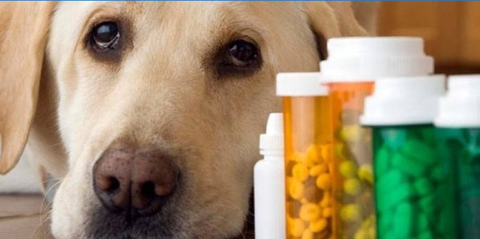 Câine și pastile