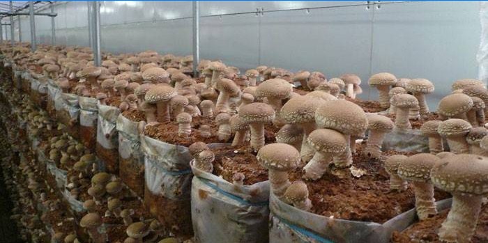 Ciuperca Shiitake - ce este și de ce nu are analogi în lumea plantelor
