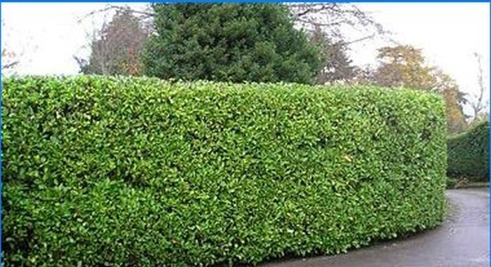 Hedge în grădină
