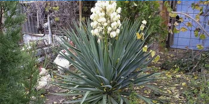Filament de yucca înflorit în grădină