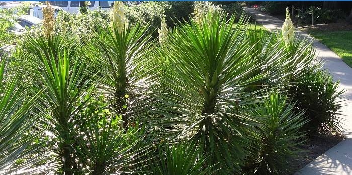 Yucca aloifolia în proiectarea peisajului