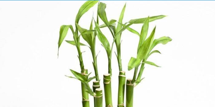 Plantă de bambus