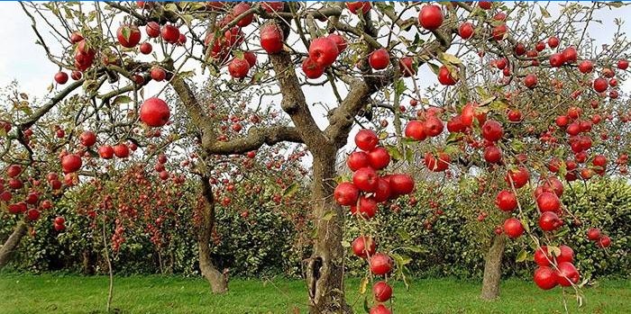 Înfrângerea fructelor și frunzelor de cimbru de mere