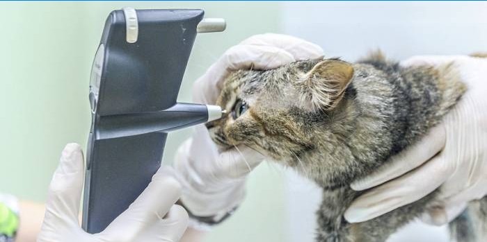 Examinarea veterinară prin pisică