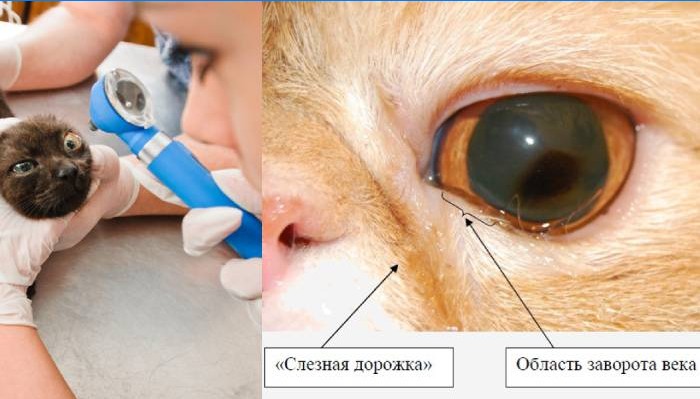 Examinarea lacrimală a pisicii