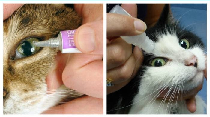 Tratament pentru ruperea ochilor la pisici