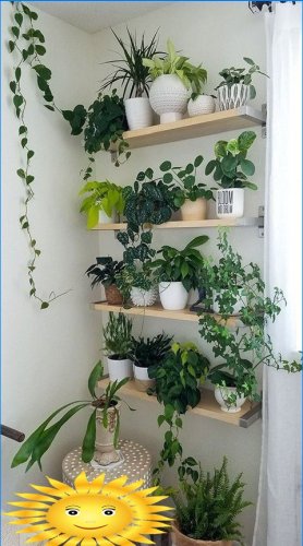 Rafturi și rafturi pentru plante de interior: tipuri și exemple
