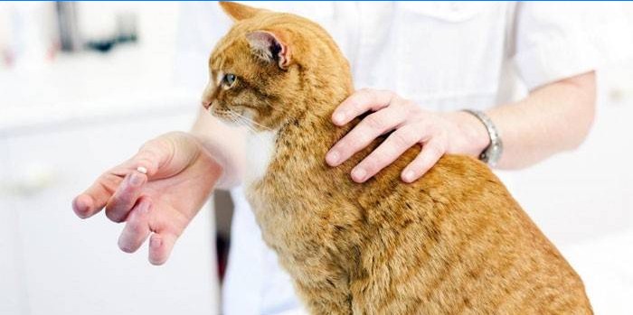 Veterinarul dă un medicament pentru pisici