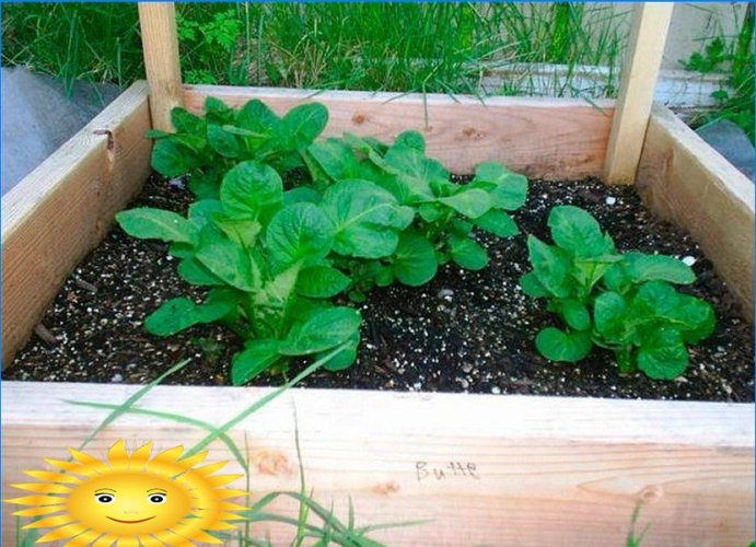 8 moduri de a cultiva cartofi fără să săpați în grădina dvs.