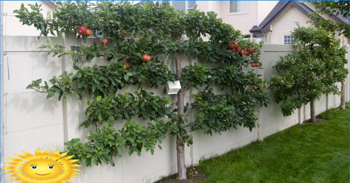Arbori fructiferi cu grindină - grădină compactă originală