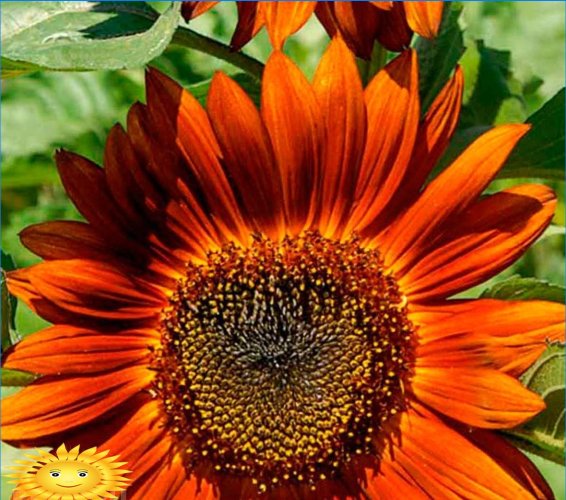 Cresterea si ingrijirea floarea-soarelui ornamentala