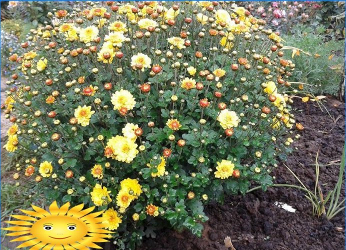 Crizanteme în formă de bilă din grădină: plantare și îngrijire