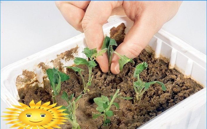 Crizanteme în formă de bilă din grădină: plantare și îngrijire