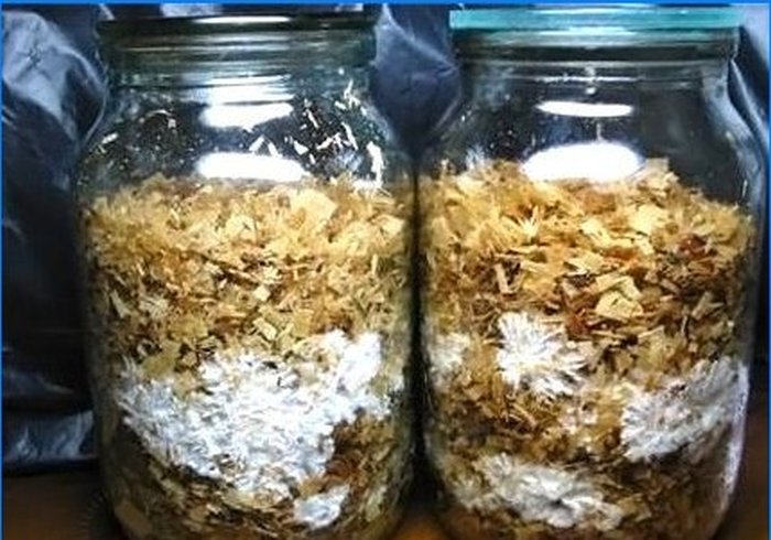 Cultivarea agariilor de shiitake și miere pe un complot personal