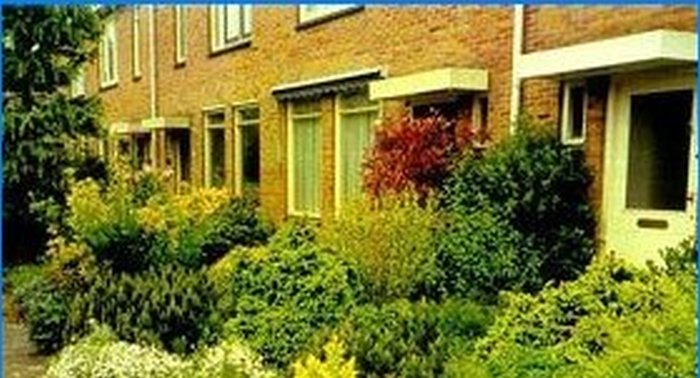 Cum să faci o grădină olandeză
