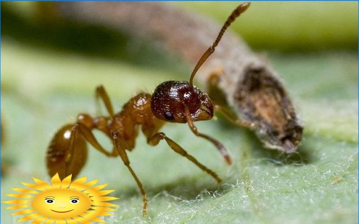 Cum să scapi de furnici în zonă și în casă