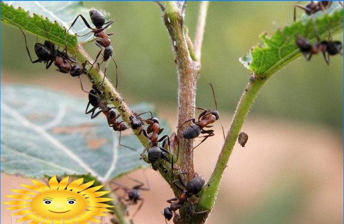 Cum să scapi de furnici în zonă și în casă