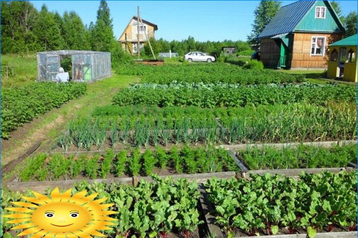 Dispunerea grădinii - pregătirea pentru plantarea legumelor în paturi