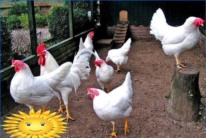 Întreținerea și reproducerea găinilor ouătoare în țară