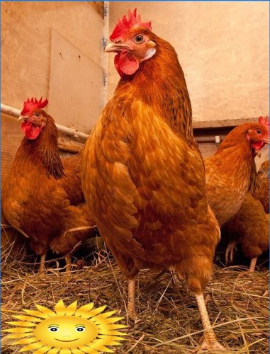 Întreținerea și reproducerea găinilor ouătoare în țară