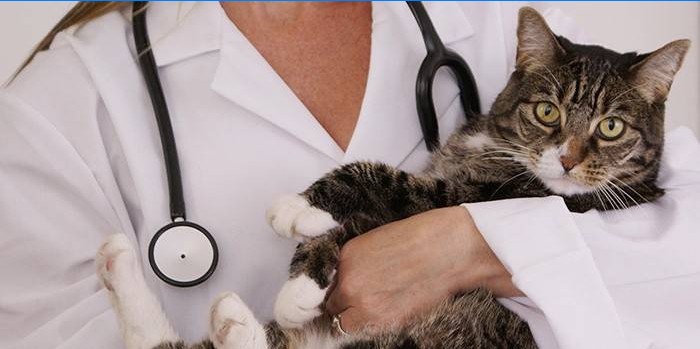 O pisică la întâlnirea medicului