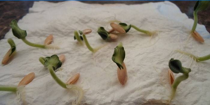 Ciclamen crescând din semințe