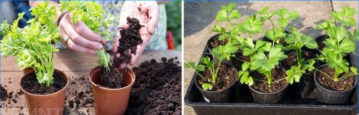 O grădină de legume pe pervazul: verdeață în creștere, legume cu frunze și ierburi
