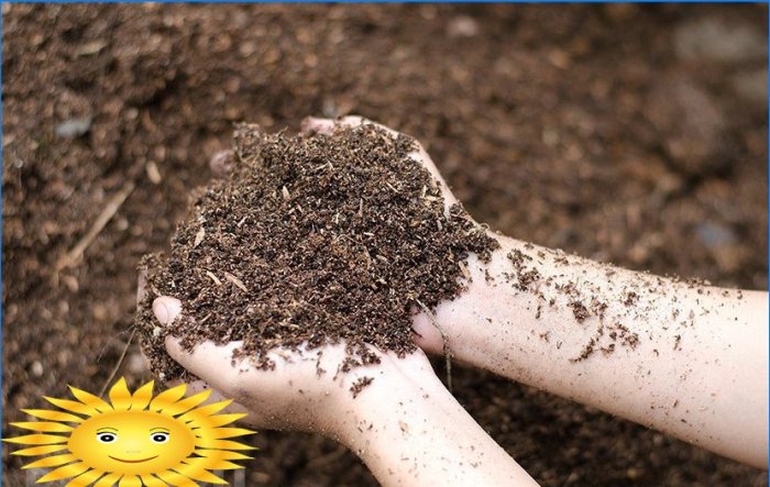 Sfaturi pentru grădinar: cum să faci o groapă de compost cu propriile mâini