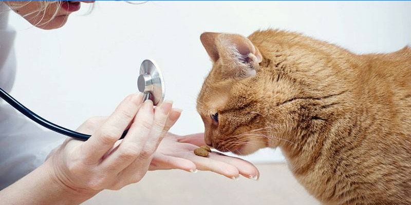 Pisică și veterinar