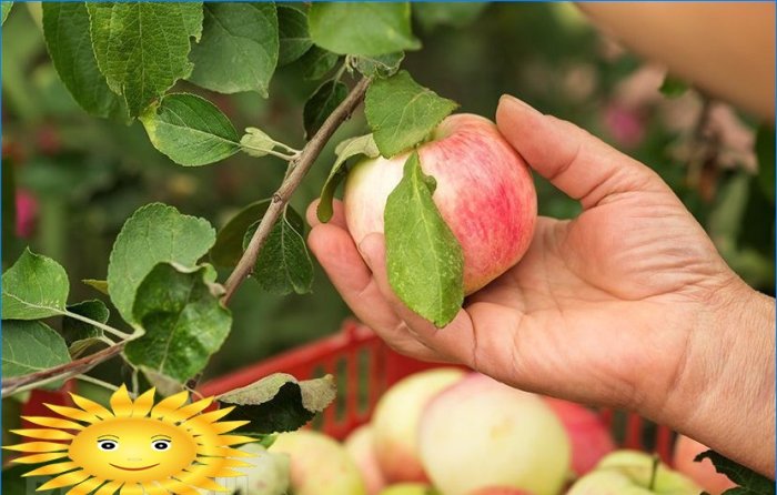 Tăierea pomilor fructiferi: cum să pruneți un pom
