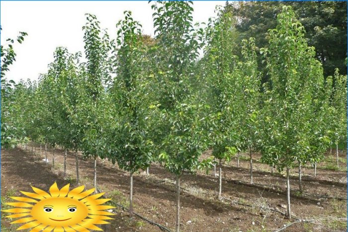 Tăierea pomilor fructiferi: cum să pruneți un pom