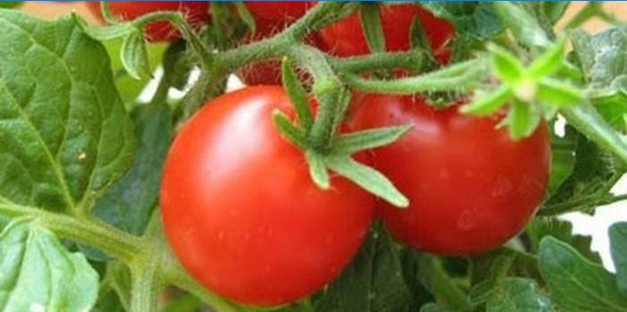 Mod de udare a tomatelor