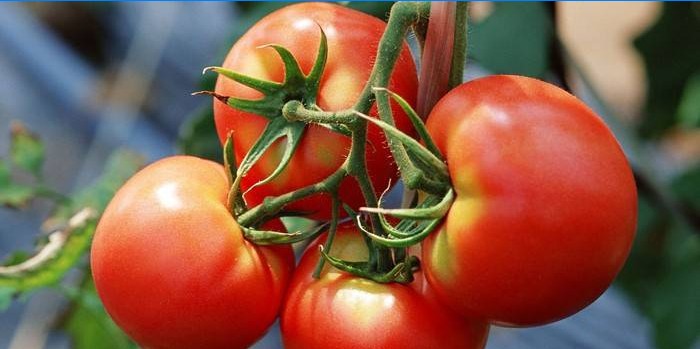 Caracteristici ale îngrijirii tomatelor