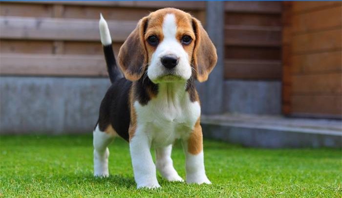 Cățeluș Beagle