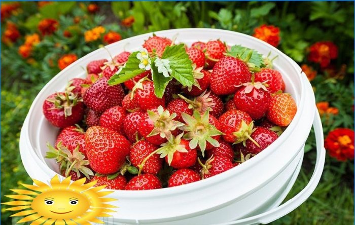 Căpșuni de grădină: secretele creșterii căpșunilor în câmp deschis