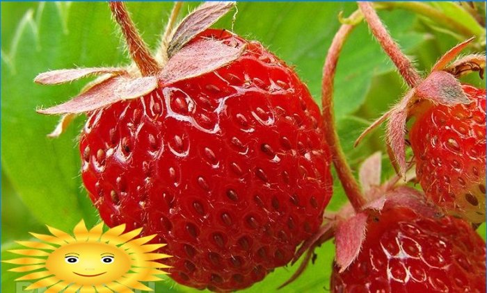 Cum să crească căpșuni pe un pervaz