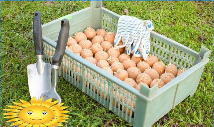 Cum să pregătiți corect cartofii pentru plantare