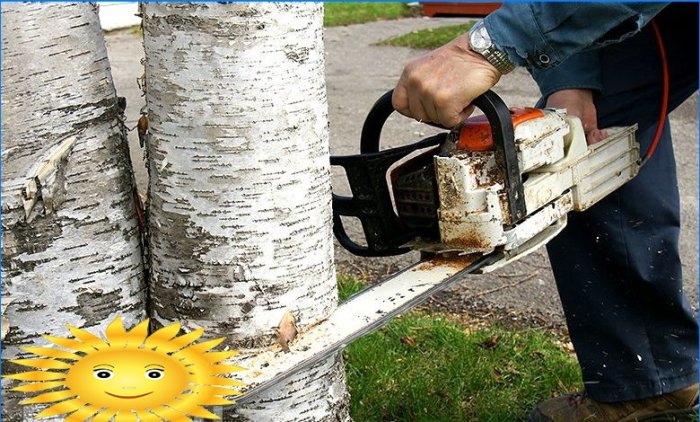 Cum să tai un copac legal și fără amendă
