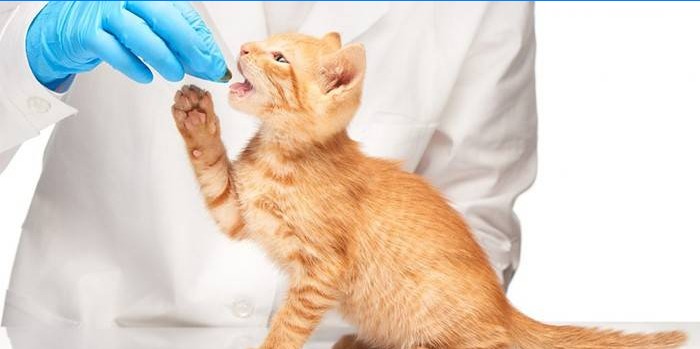 Veterinarul dă pastila pisicii