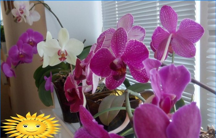 Orhideea - condiții adecvate, îngrijire, transplant, reproducere